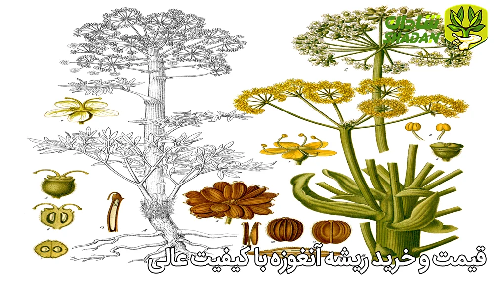 قیمت و خرید ریشه آنغوزه با کیفیت عالی