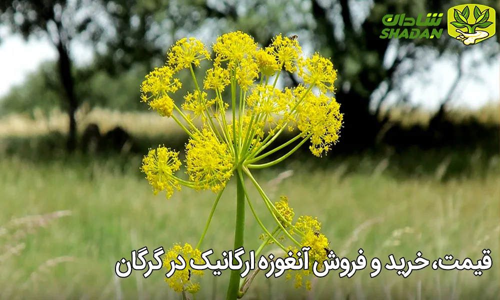 قیمت، خرید و فروش آنغوزه ارگانیک در گرگان