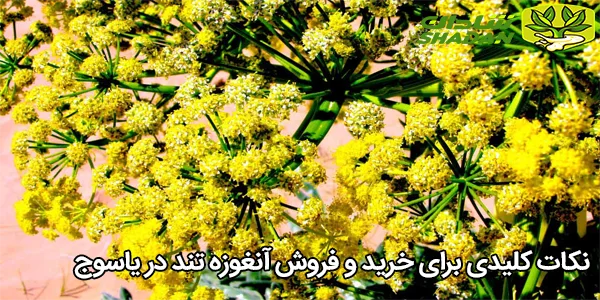 نکات کلیدی برای خرید و فروش آنغوزه تند در یاسوج