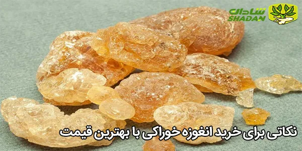 نکاتی برای خرید انغوزه خوراکی با بهترین قیمت