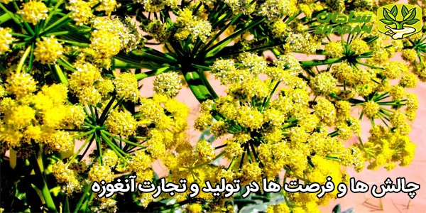 چالش‌ ها و فرصت‌ ها در تولید و تجارت آنغوزه