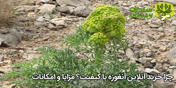 چرا خرید آنلاین آنغوزه با کیفیت؟ مزایا و امکانات