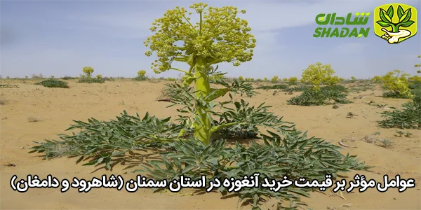 عوامل مؤثر بر قیمت خرید آنغوزه در استان سمنان (شاهرود و دامغان)